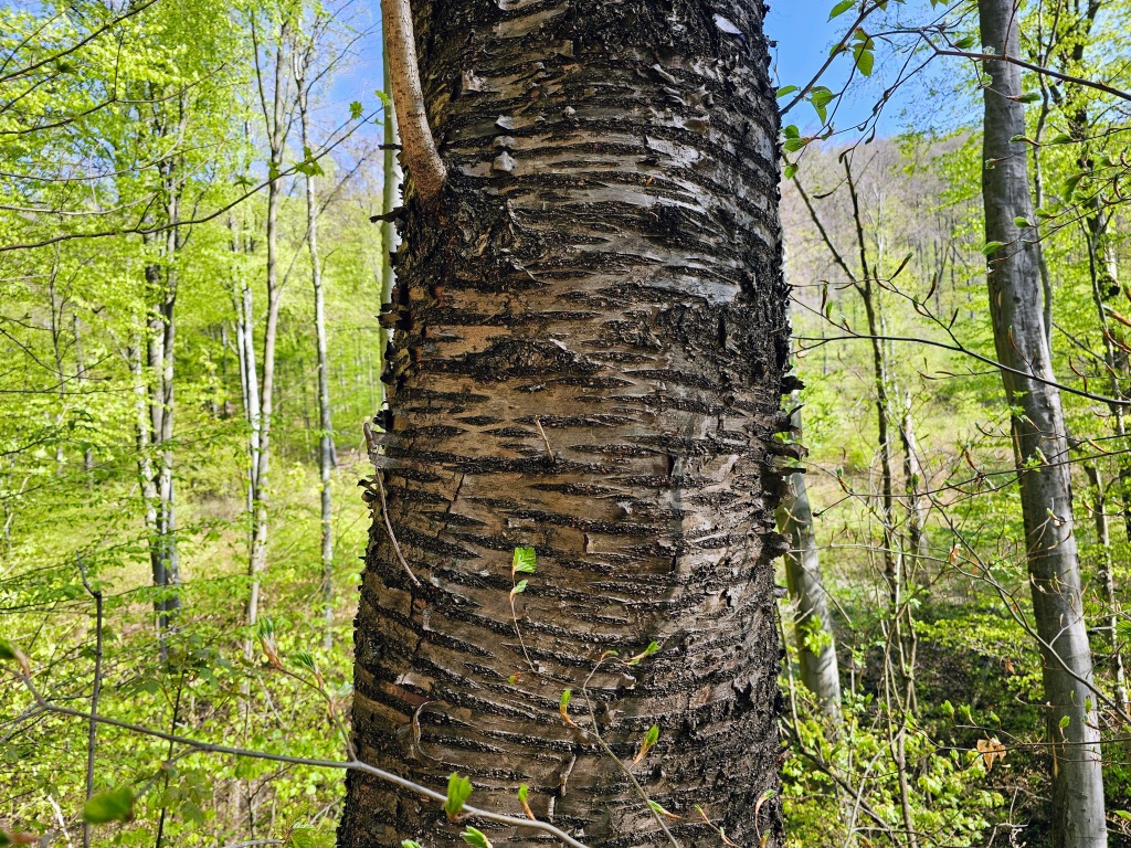 beillesztett kép