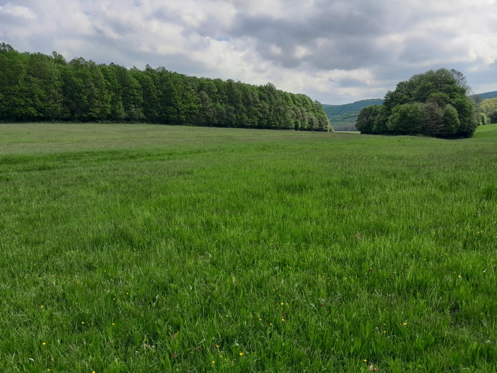beillesztett kép