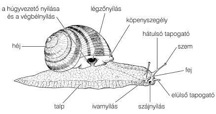 beillesztett kép