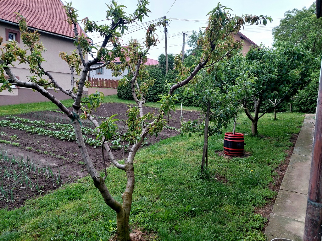 beillesztett kép