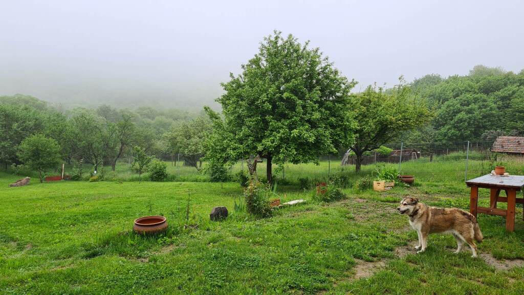 beillesztett kép