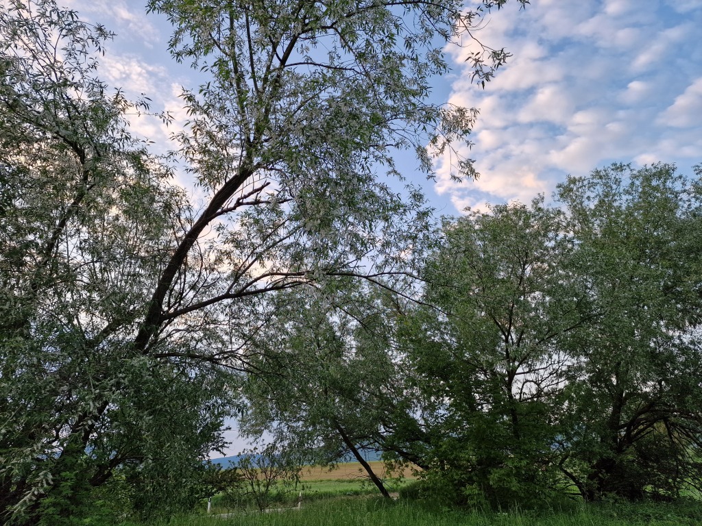 beillesztett kép