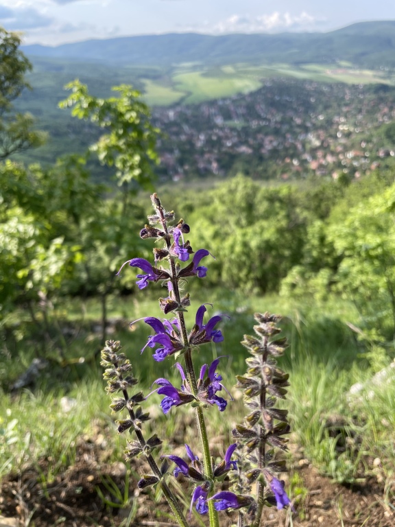 beillesztett kép