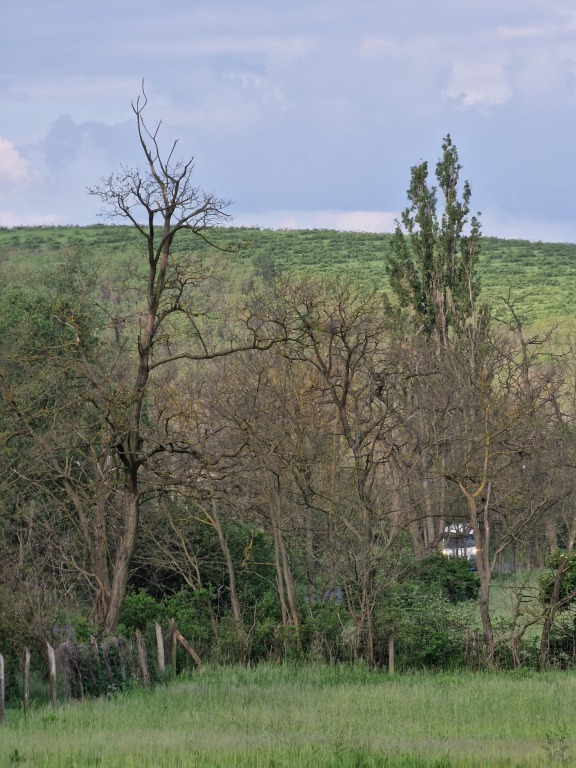 beillesztett kép