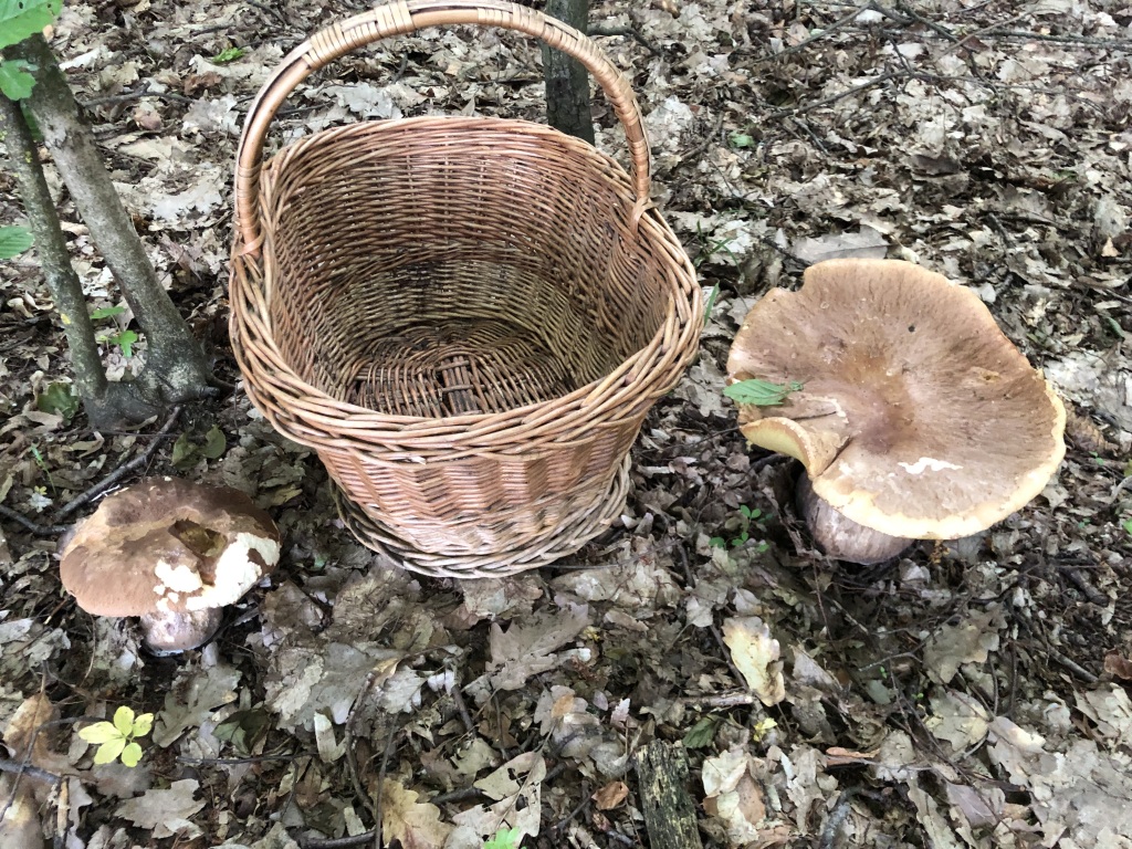 beillesztett kép