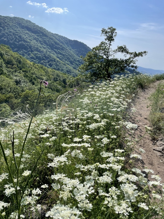 beillesztett kép