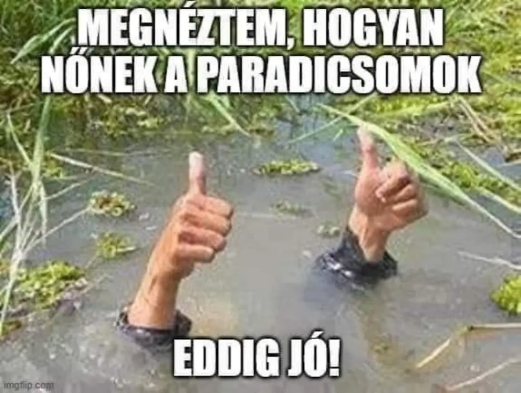 beillesztett kép