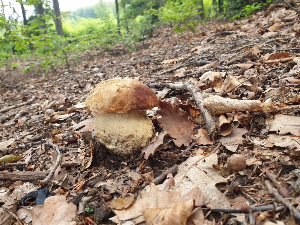beillesztett kép