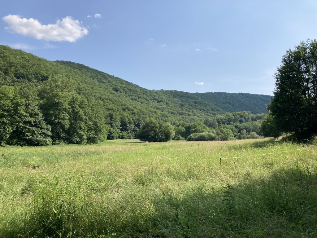 beillesztett kép