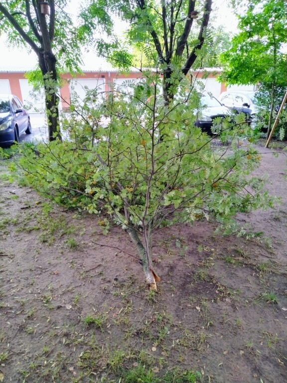 beillesztett kép
