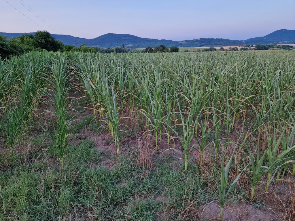 beillesztett kép