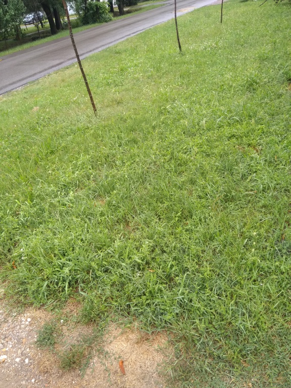 beillesztett kép
