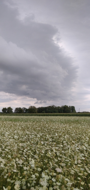 beillesztett kép