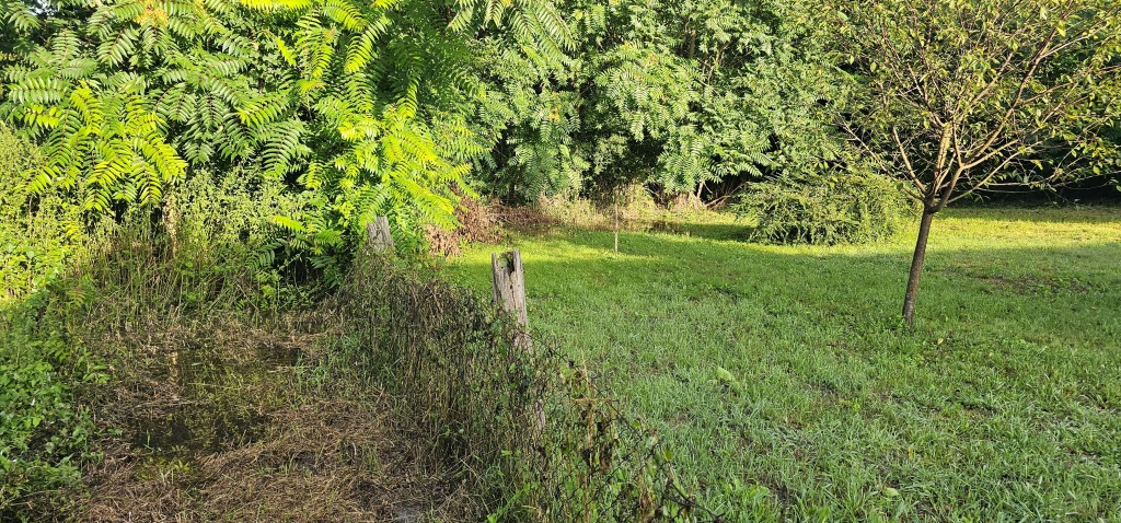 beillesztett kép