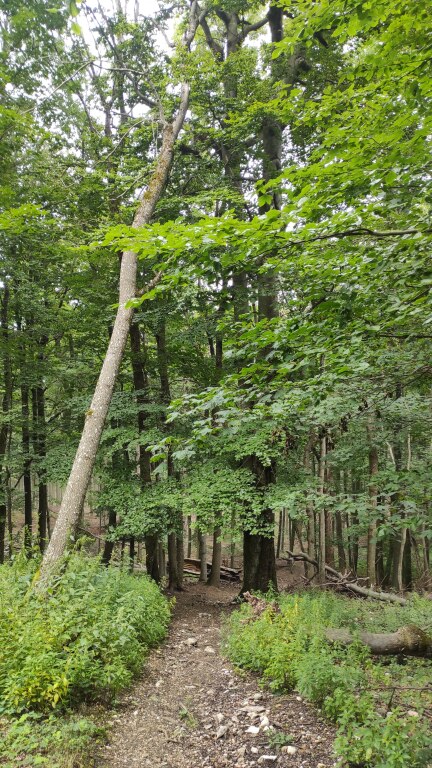 beillesztett kép
