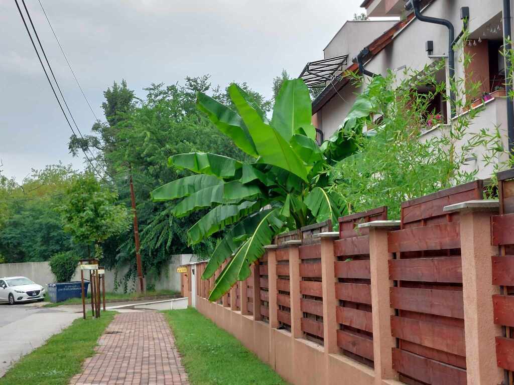 beillesztett kép
