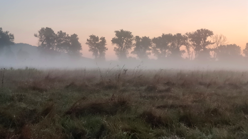 beillesztett kép