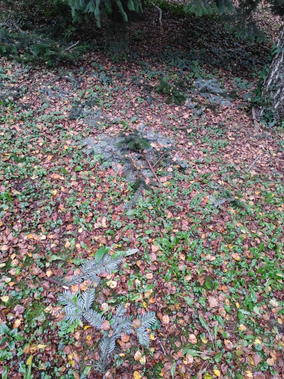 beillesztett kép