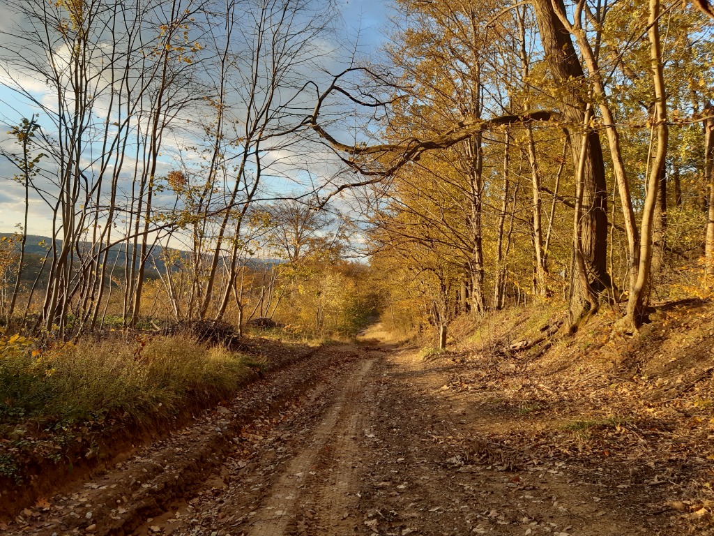 beillesztett kép