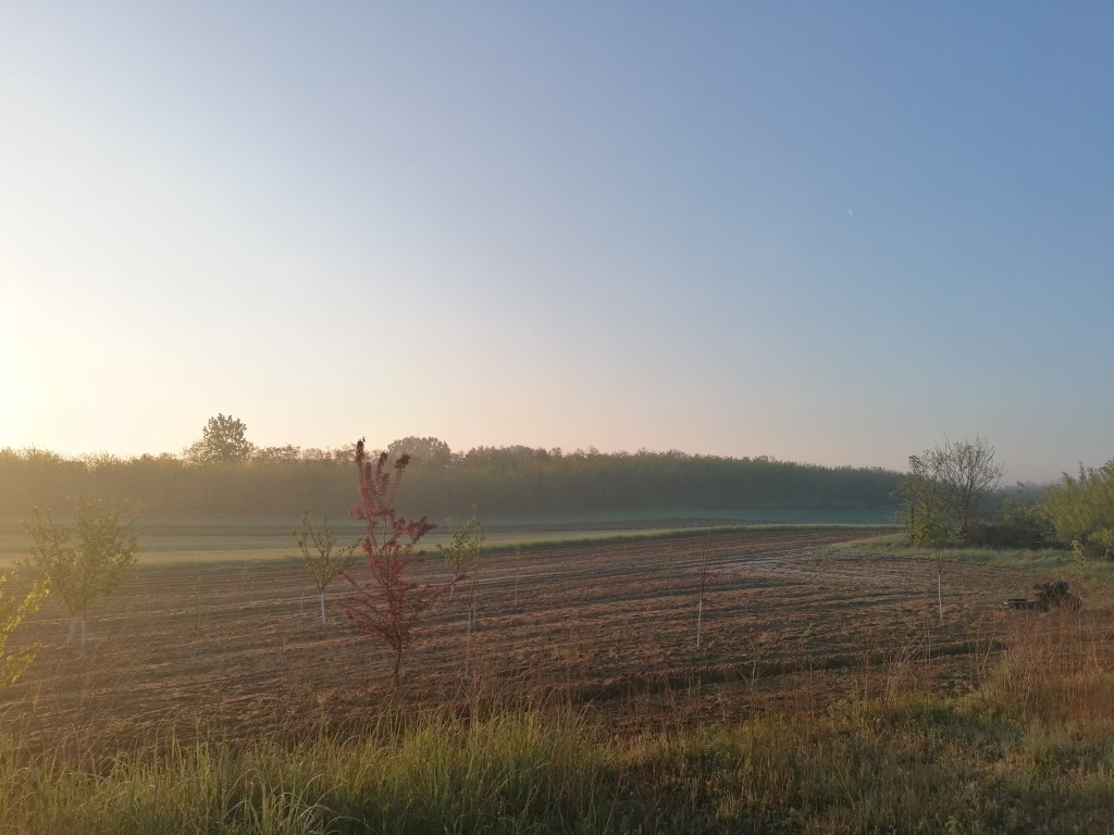 beillesztett kép