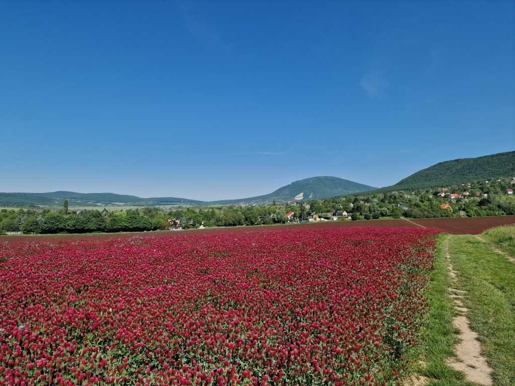 beillesztett kép