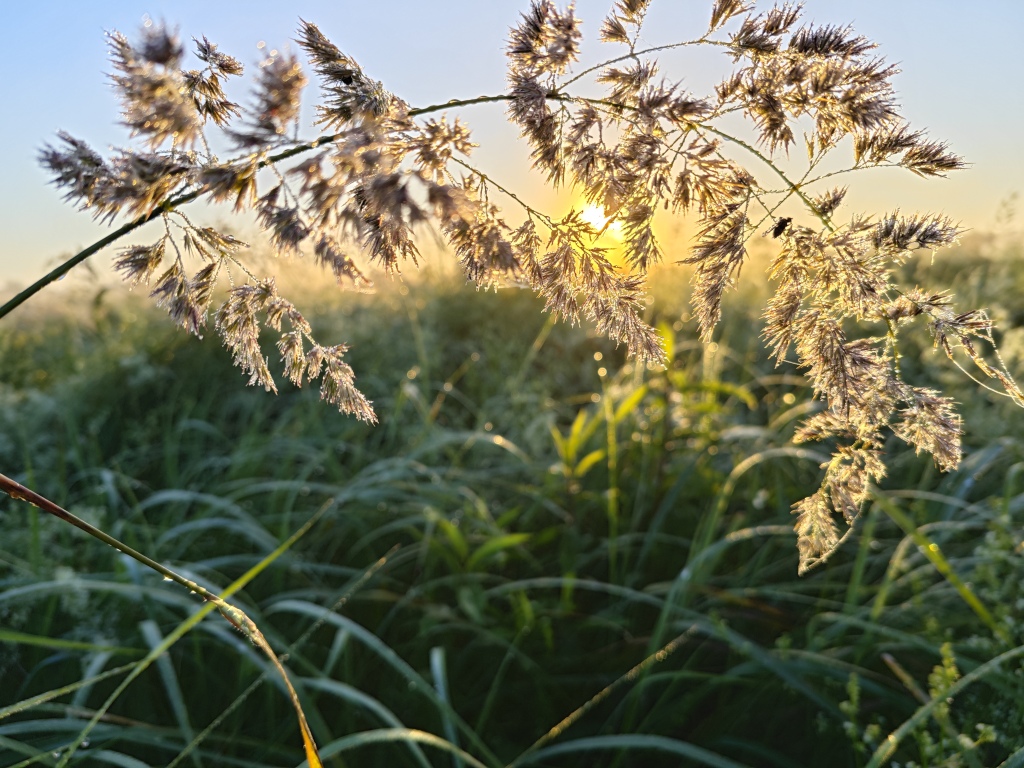beillesztett kép