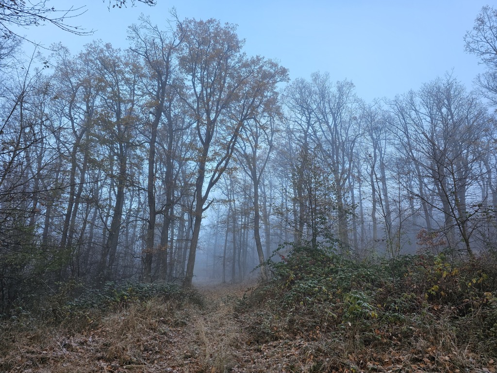 beillesztett kép