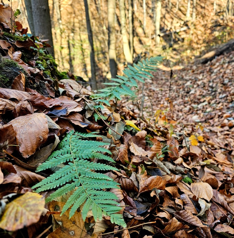 beillesztett kép