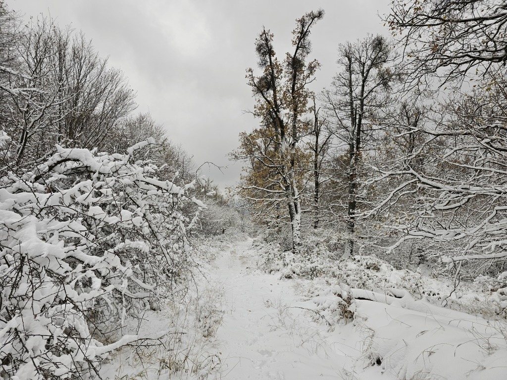beillesztett kép