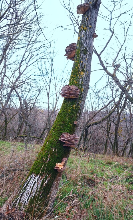 beillesztett kép