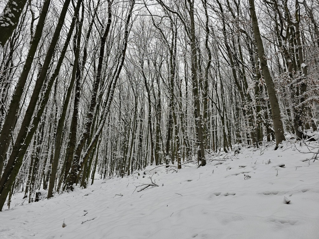 beillesztett kép