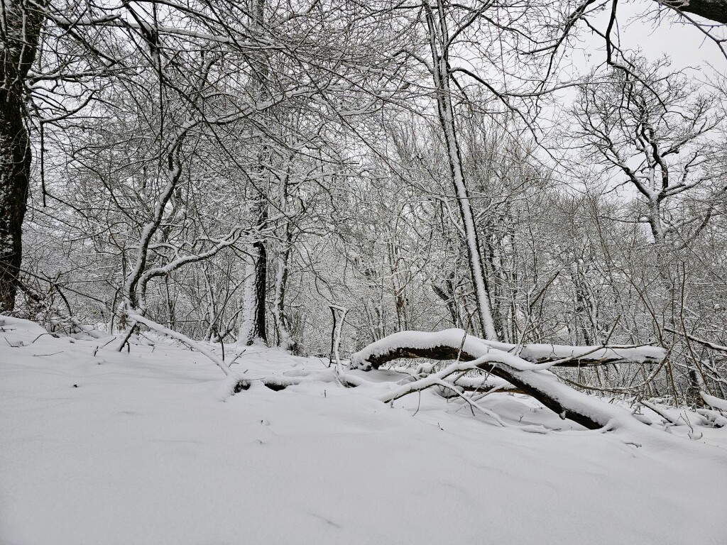 beillesztett kép