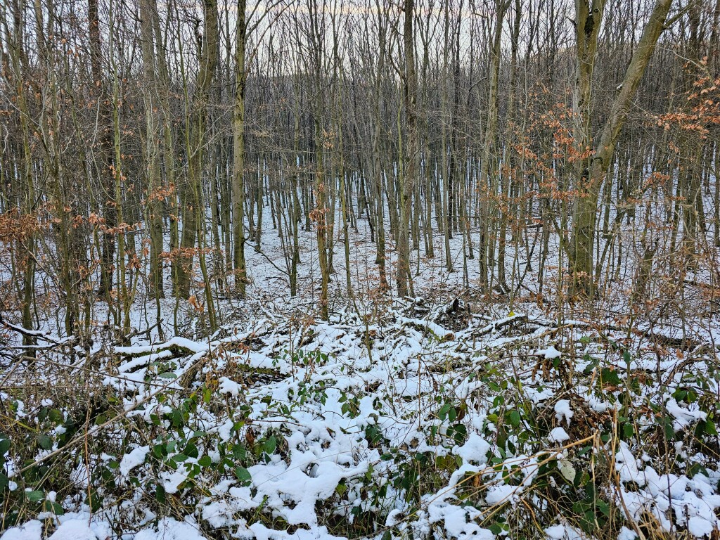 beillesztett kép