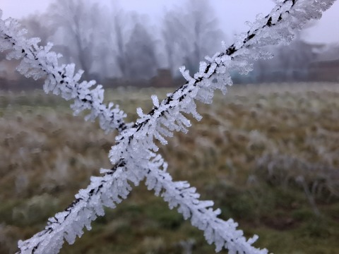 pic