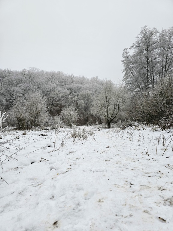beillesztett kép