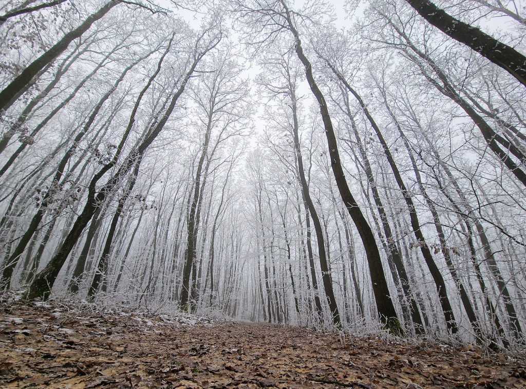 beillesztett kép