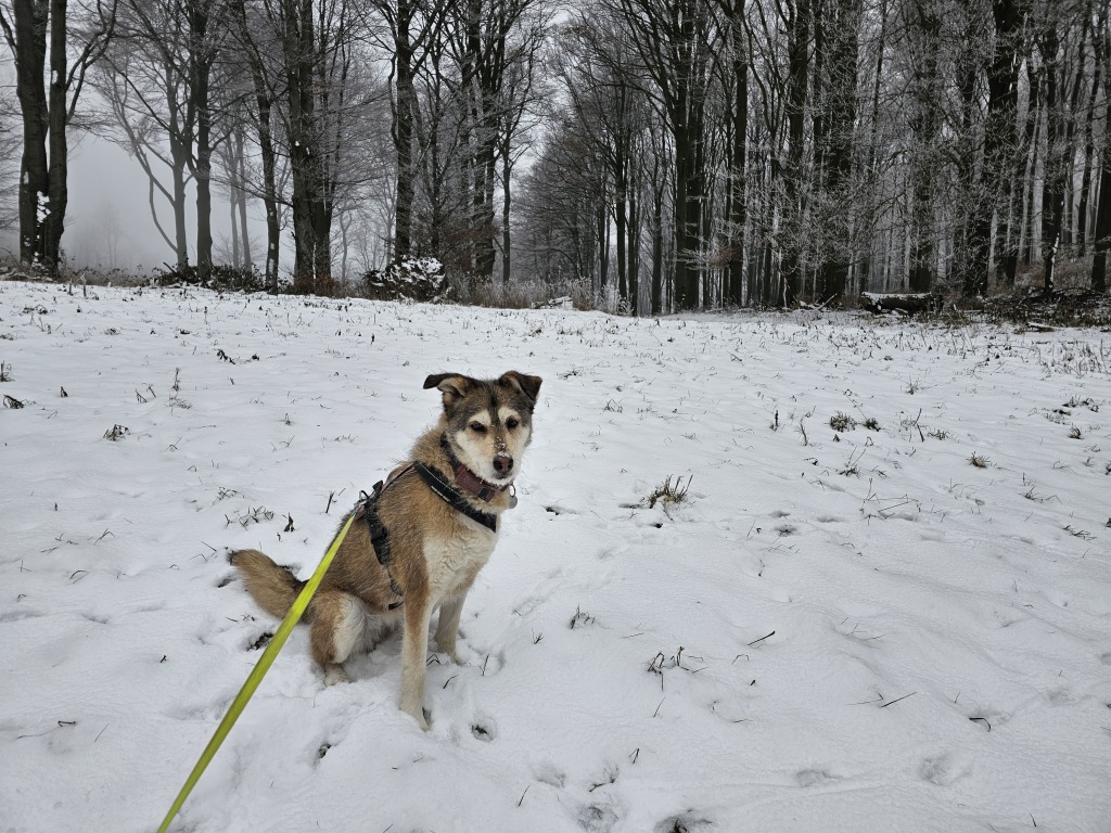 beillesztett kép