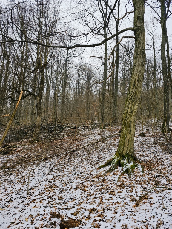 beillesztett kép