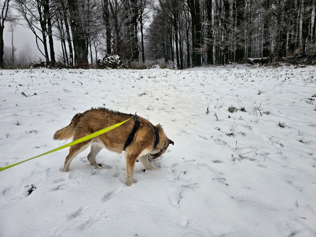 beillesztett kép