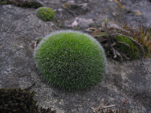 pic