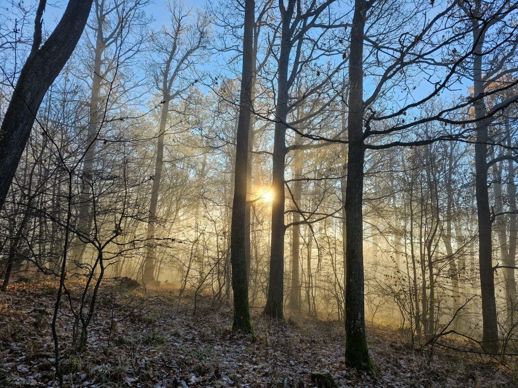 beillesztett kép