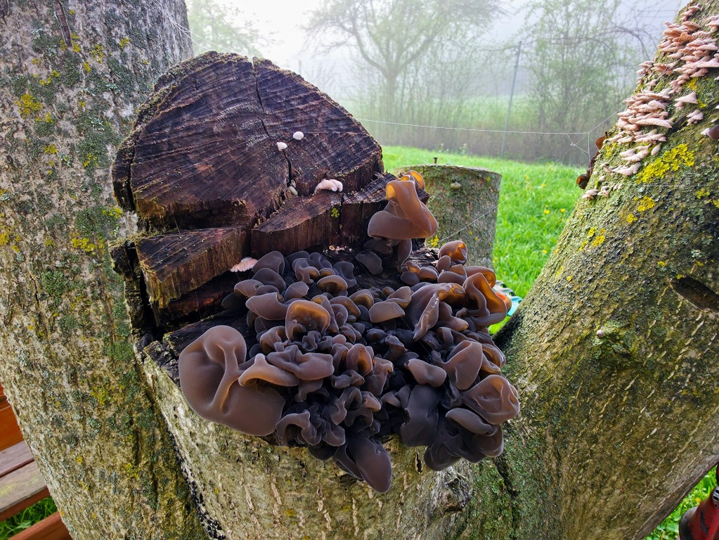 beillesztett kép