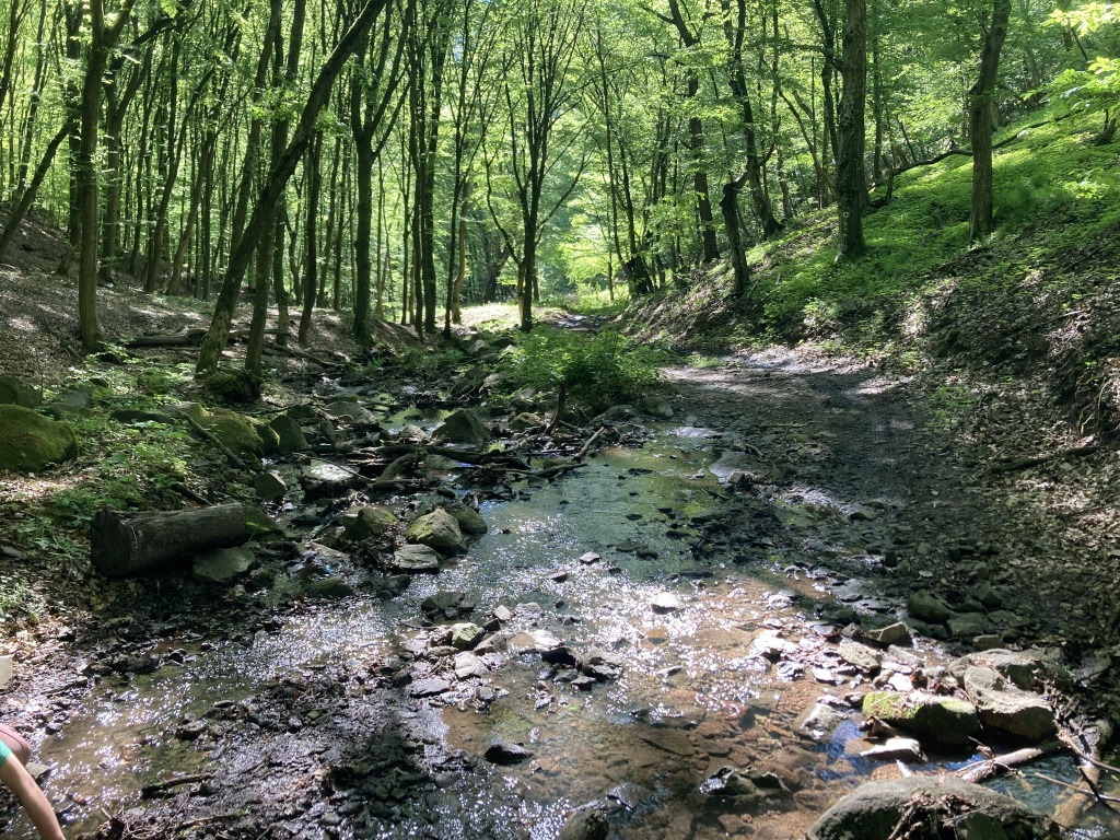 beillesztett kép