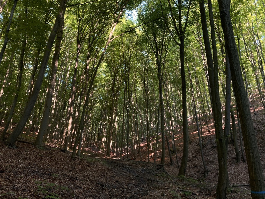 beillesztett kép