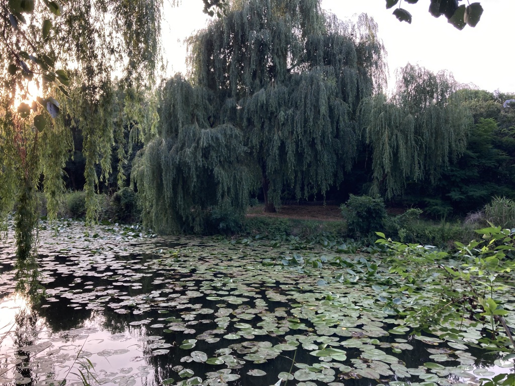 beillesztett kép