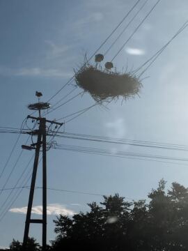 pic