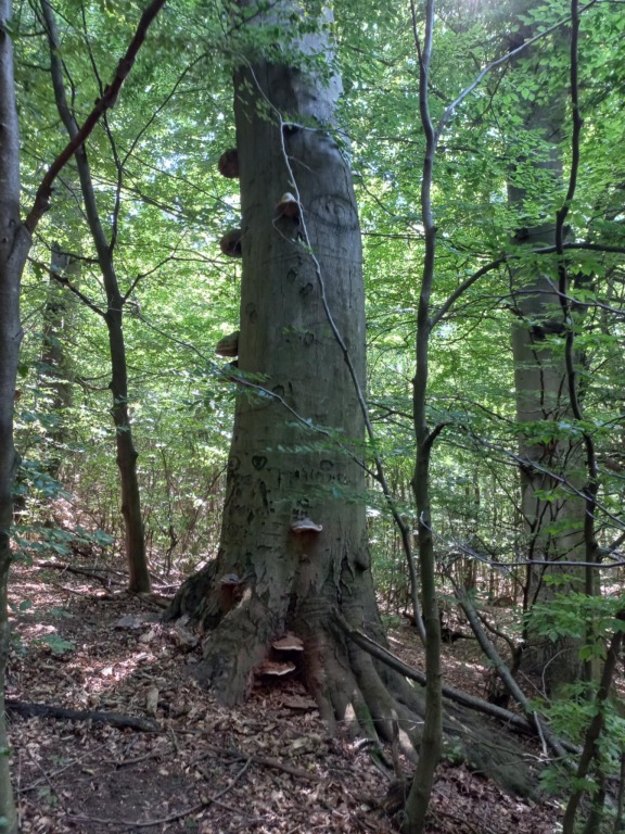 beillesztett kép