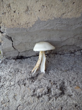 pic
