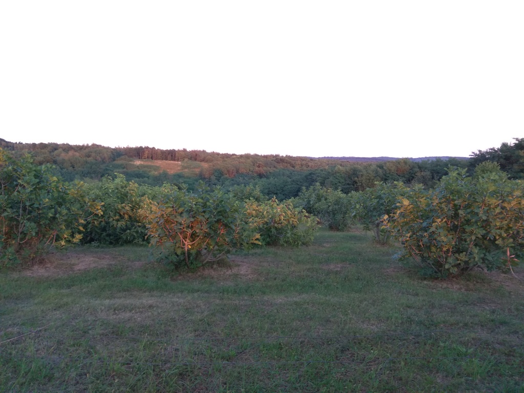 beillesztett kép