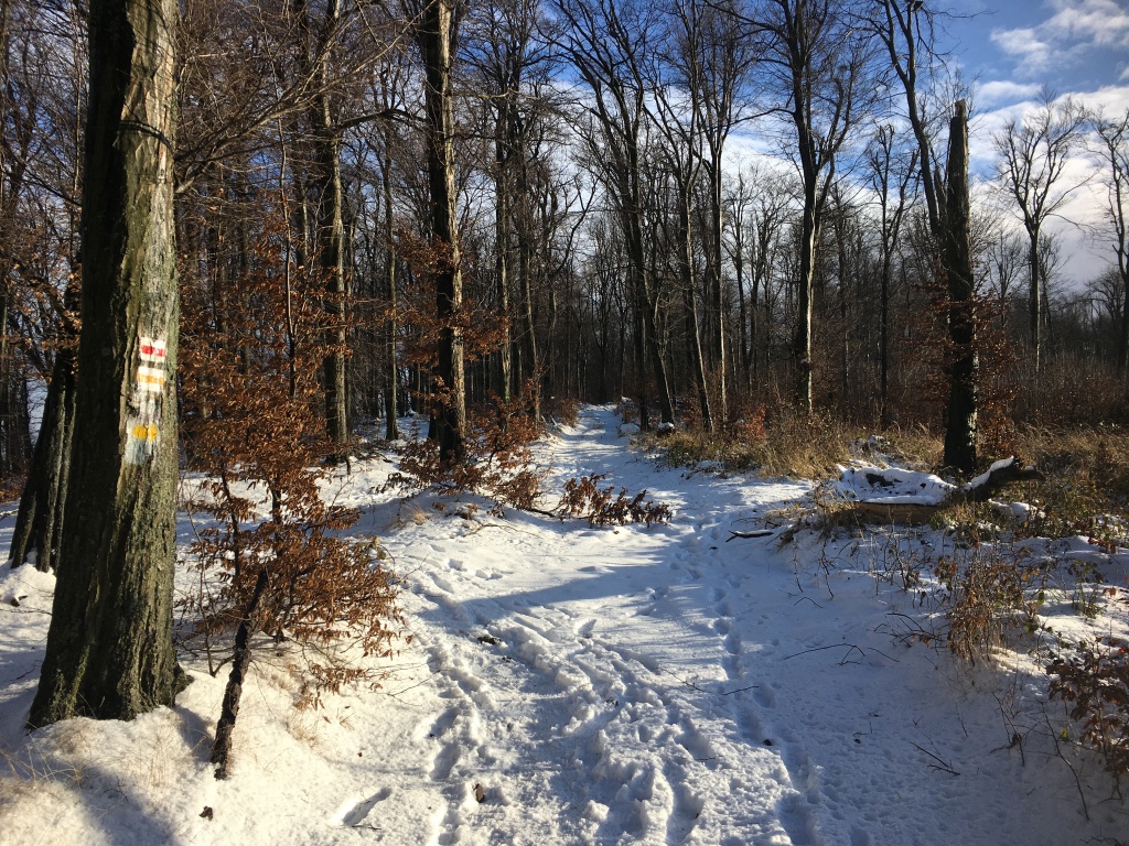 beillesztett kép